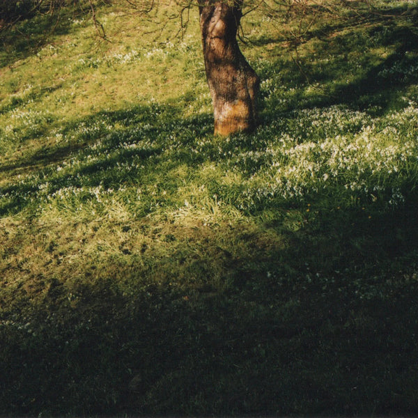 Green Cedar Perfume